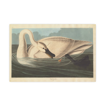 Trumpeter Swan - Audubon Fine Art Poster