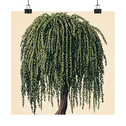 Weeping Willow Vintage Botanical Art Print - Matte Poster - Vintage Botanical Wall Art