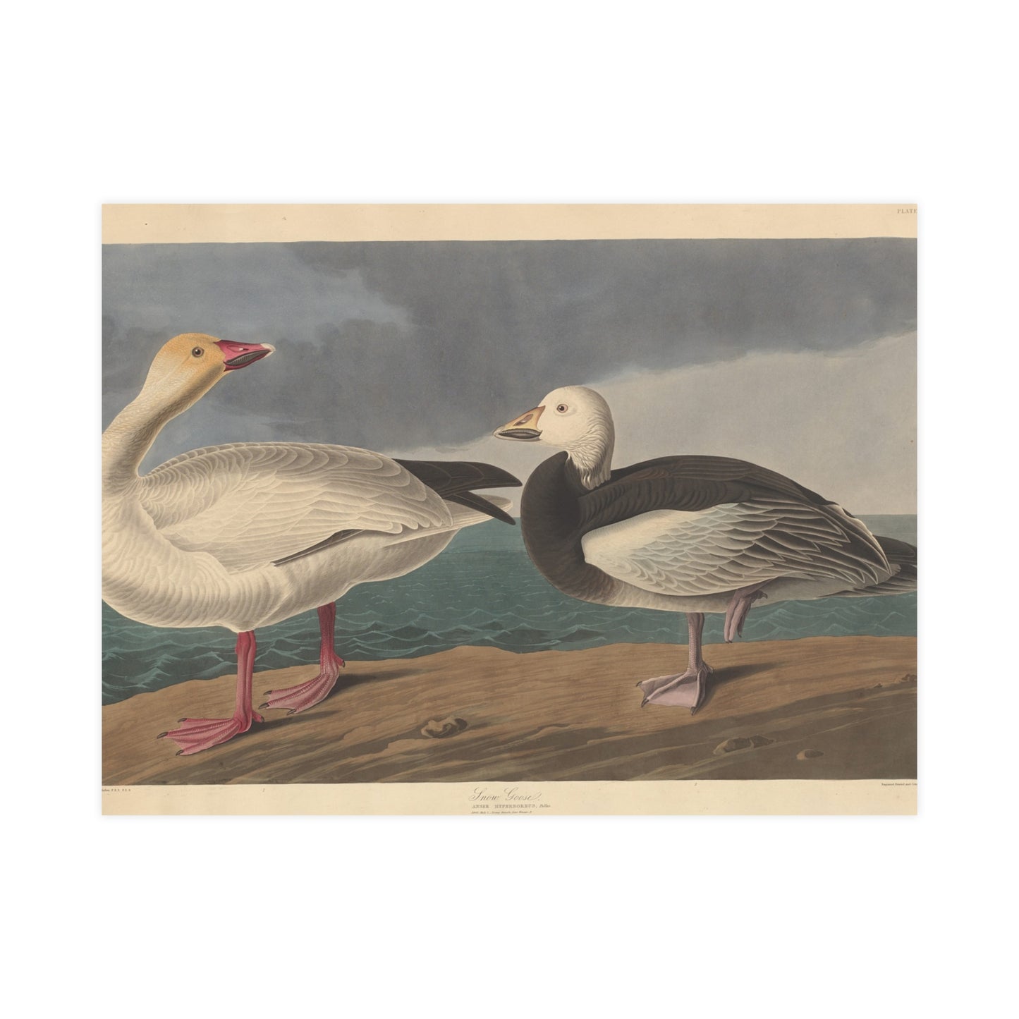 Snow Goose - Audubon Fine Art Poster