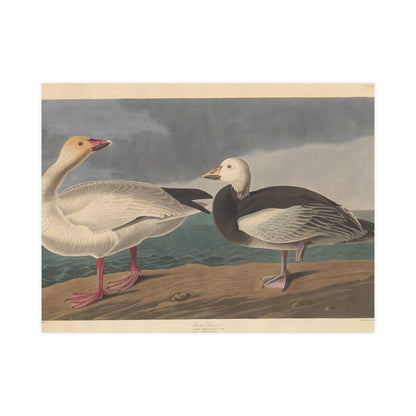 Snow Goose - Audubon Fine Art Poster