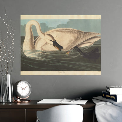 Trumpeter Swan - Audubon Fine Art Poster