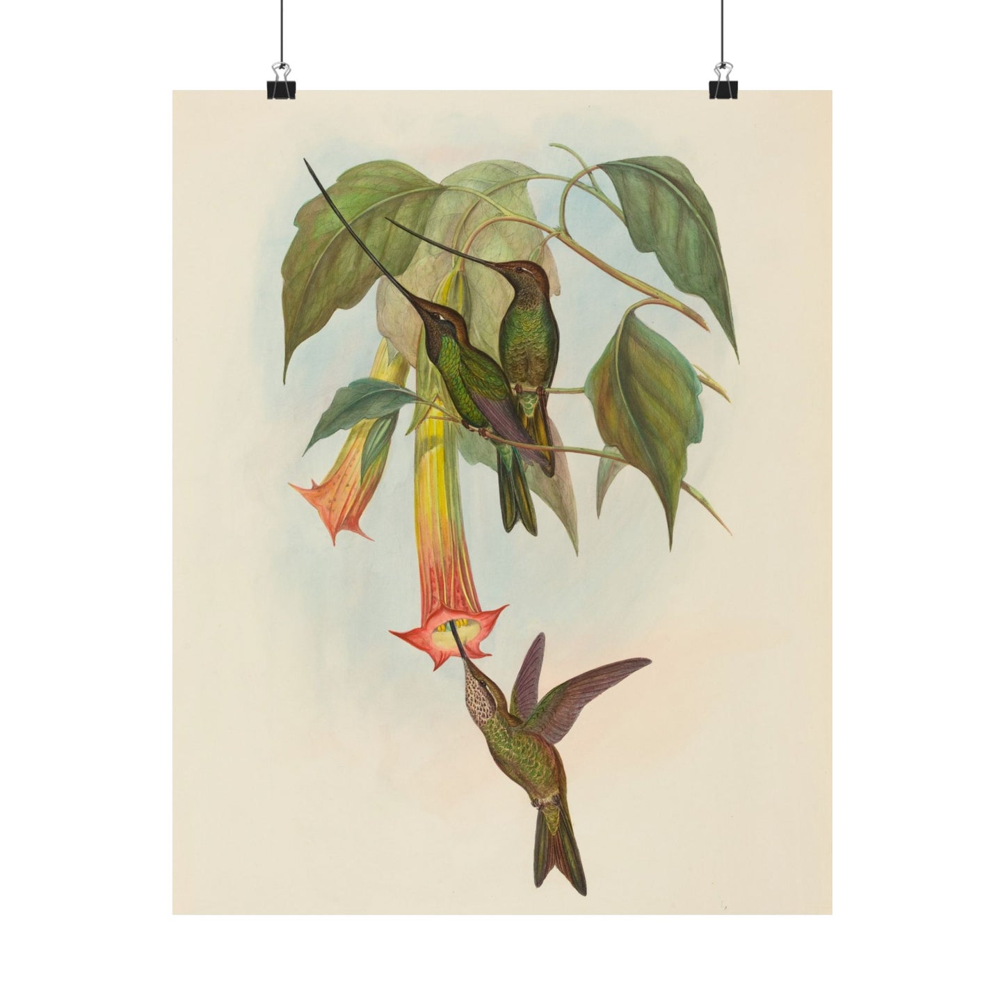 Hummingbird Botanical Art Print - Matte Vertical Poster - Nature Inspired Wall Art - Vintage Bird Watcher Art