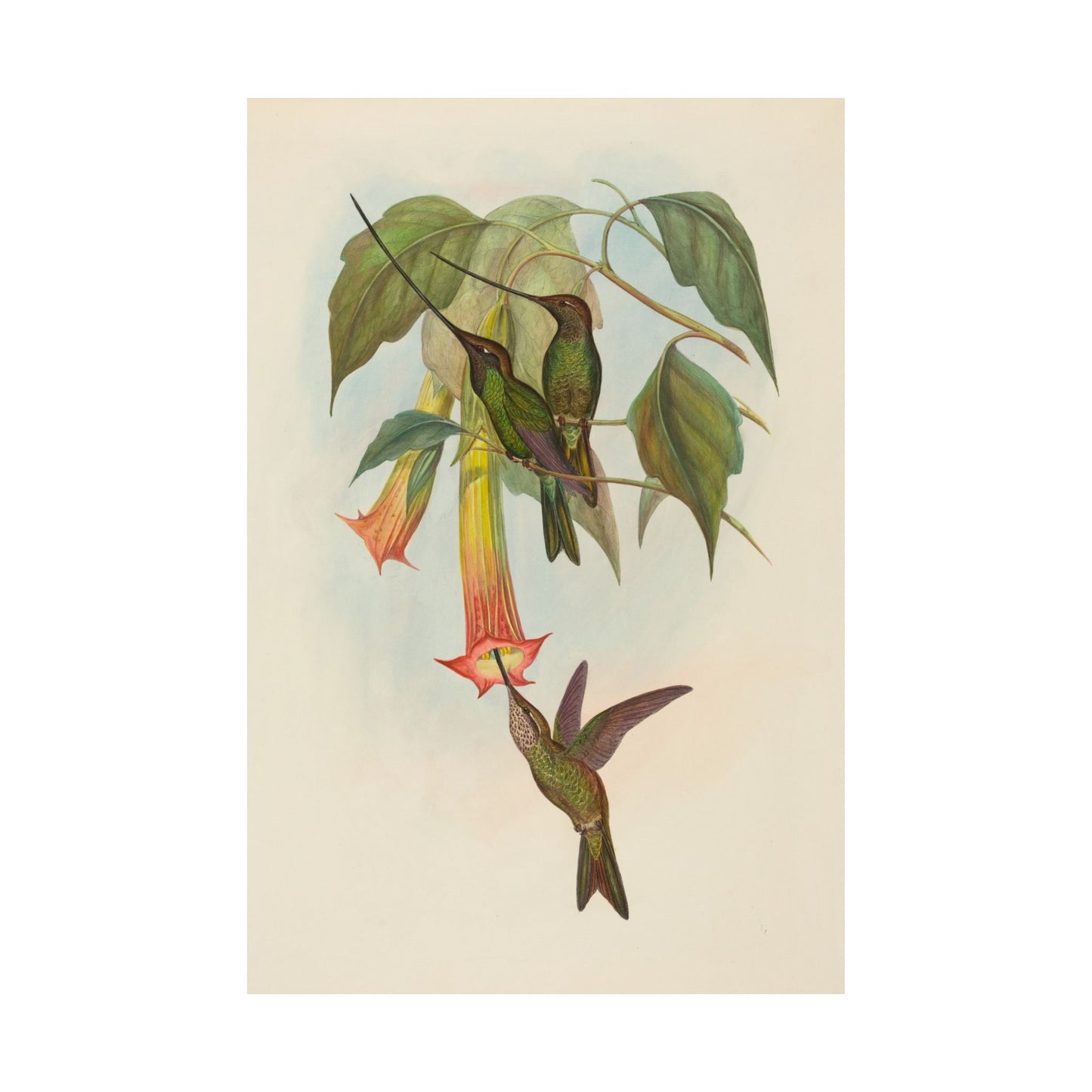 Hummingbird Botanical Art Print - Matte Vertical Poster - Nature Inspired Wall Art - Vintage Bird Watcher Art