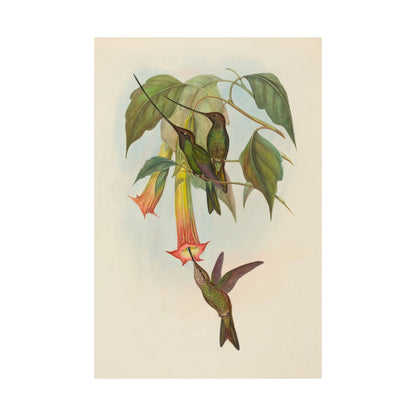 Hummingbird Botanical Art Print - Matte Vertical Poster - Nature Inspired Wall Art - Vintage Bird Watcher Art