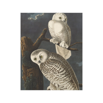 Snowy Owl - Audubon Birds - Fine Art Print