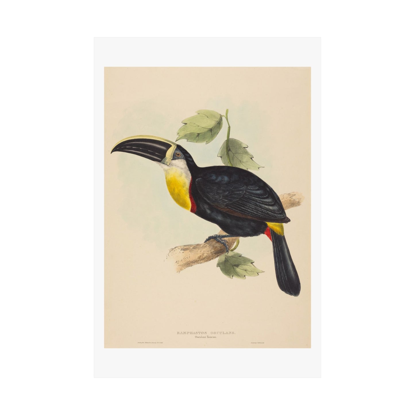 Tropical Toucan - Vintage Birdwatcher Art Print - Matte Vertical Poster - Elegant Bird Wall Art for Nature Lovers