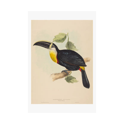 Tropical Toucan - Vintage Birdwatcher Art Print - Matte Vertical Poster - Elegant Bird Wall Art for Nature Lovers