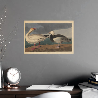 Snow Goose - Audubon Fine Art Poster