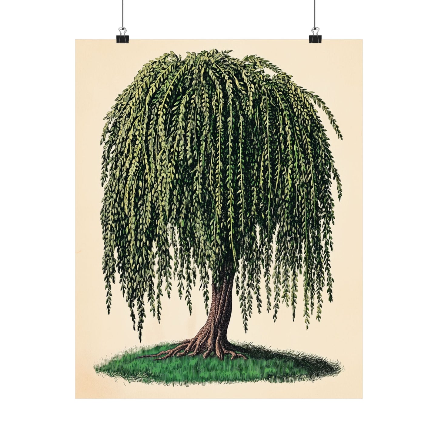 Weeping Willow Vintage Botanical Art Print - Matte Poster - Vintage Botanical Wall Art