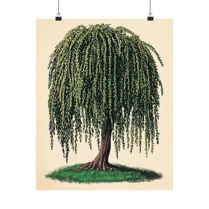 Weeping Willow Vintage Botanical Art Print - Matte Poster - Vintage Botanical Wall Art