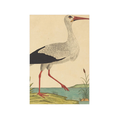 White Stork - Vintage Natural History Fine Art Poster