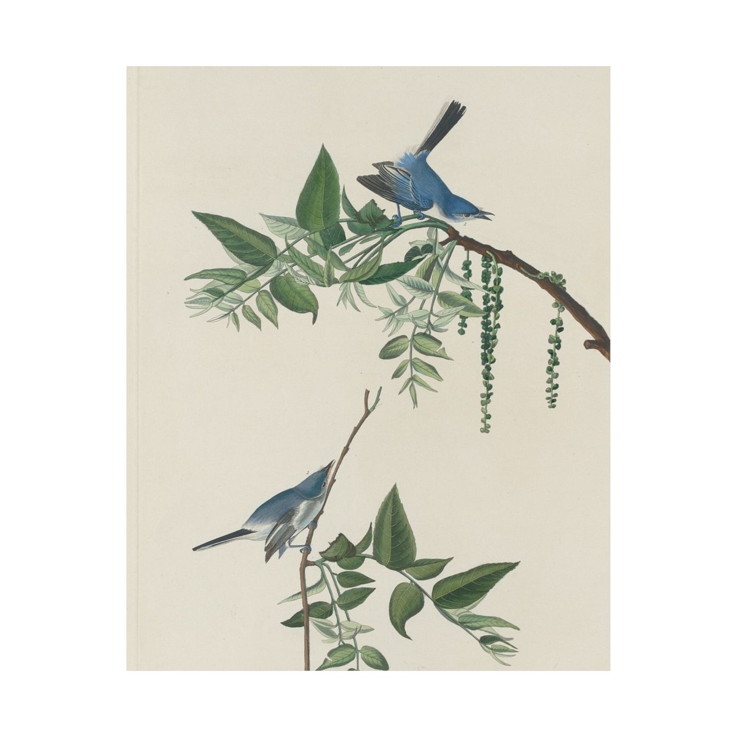 Vintage Bluebirds Botanical Print - Nature-Inspired Art - Matte Vertical Poster with Bluebirds