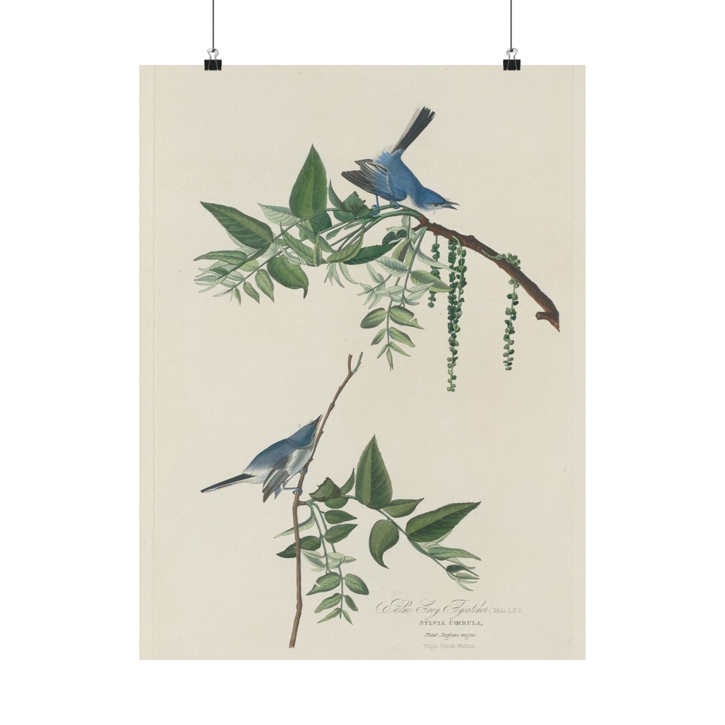 Vintage Bluebirds Botanical Print - Nature-Inspired Art - Matte Vertical Poster with Bluebirds