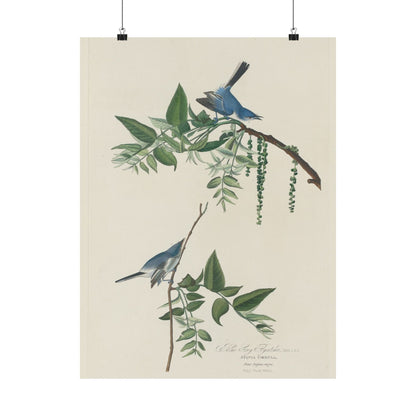 Vintage Bluebirds Botanical Print - Nature-Inspired Art - Matte Vertical Poster with Bluebirds