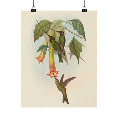 Hummingbird Botanical Art Print - Matte Vertical Poster - Nature Inspired Wall Art - Vintage Bird Watcher Art