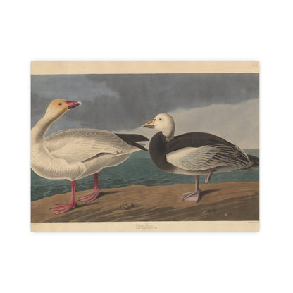 Snow Goose - Audubon Fine Art Poster