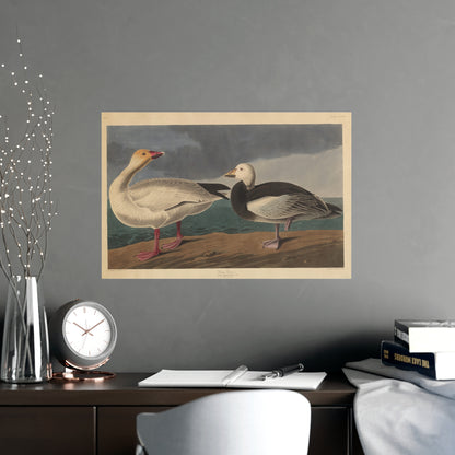 Snow Goose - Audubon Fine Art Poster