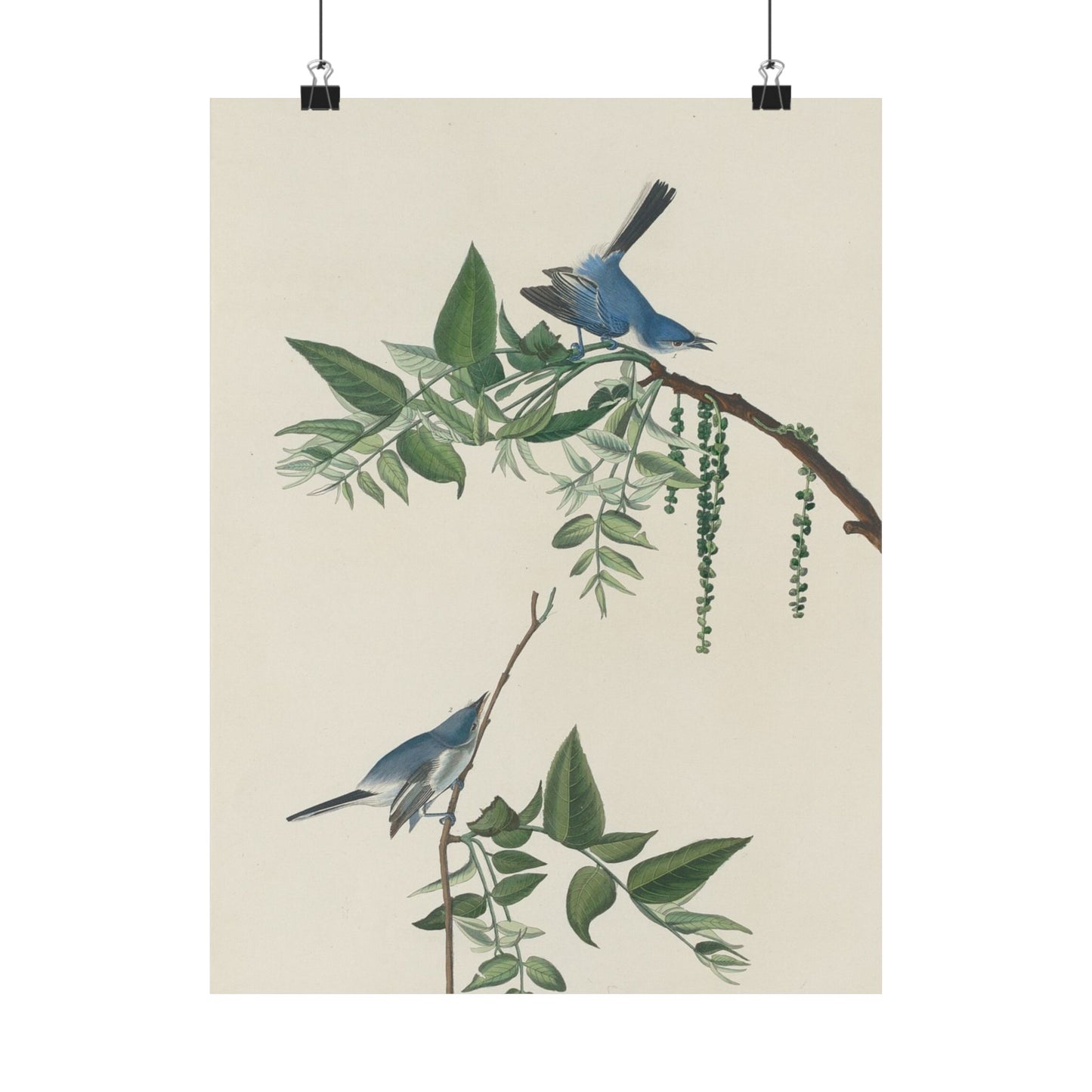 Vintage Bluebirds Botanical Print - Nature-Inspired Art - Matte Vertical Poster with Bluebirds