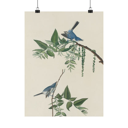 Vintage Bluebirds Botanical Print - Nature-Inspired Art - Matte Vertical Poster with Bluebirds