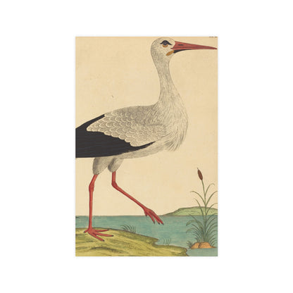 White Stork - Vintage Natural History Fine Art Poster