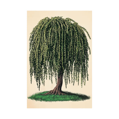 Weeping Willow Vintage Botanical Art Print - Matte Poster - Vintage Botanical Wall Art