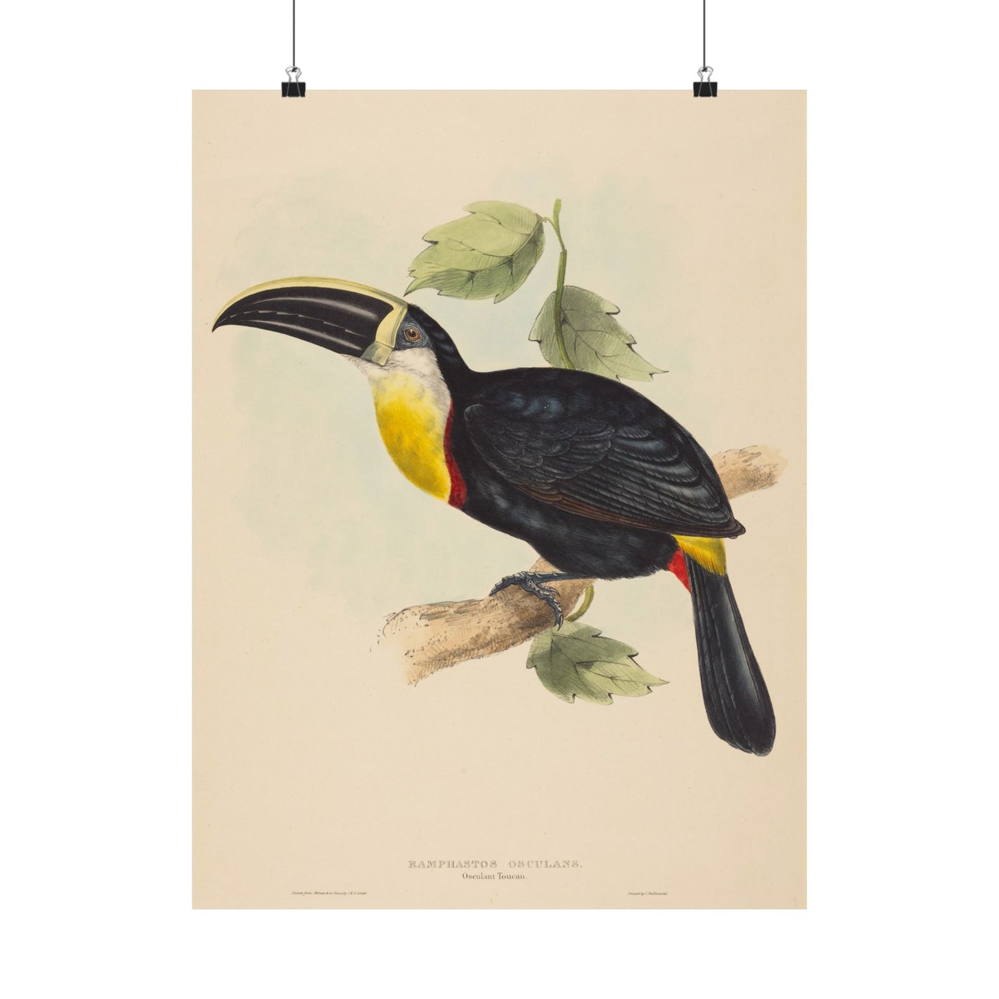 Tropical Toucan - Vintage Birdwatcher Art Print - Matte Vertical Poster - Elegant Bird Wall Art for Nature Lovers