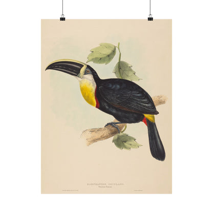 Tropical Toucan - Vintage Birdwatcher Art Print - Matte Vertical Poster - Elegant Bird Wall Art for Nature Lovers