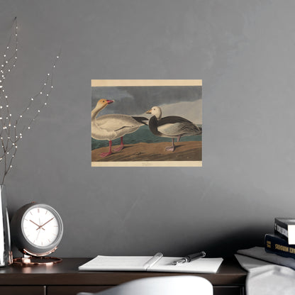 Snow Goose - Audubon Fine Art Poster