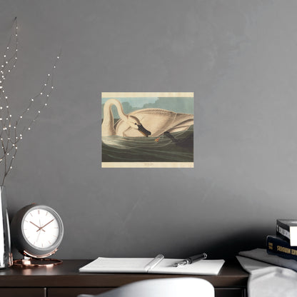 Trumpeter Swan - Audubon Fine Art Poster