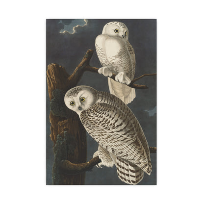 Snowy Owl - Audubon Birds - Fine Art Print