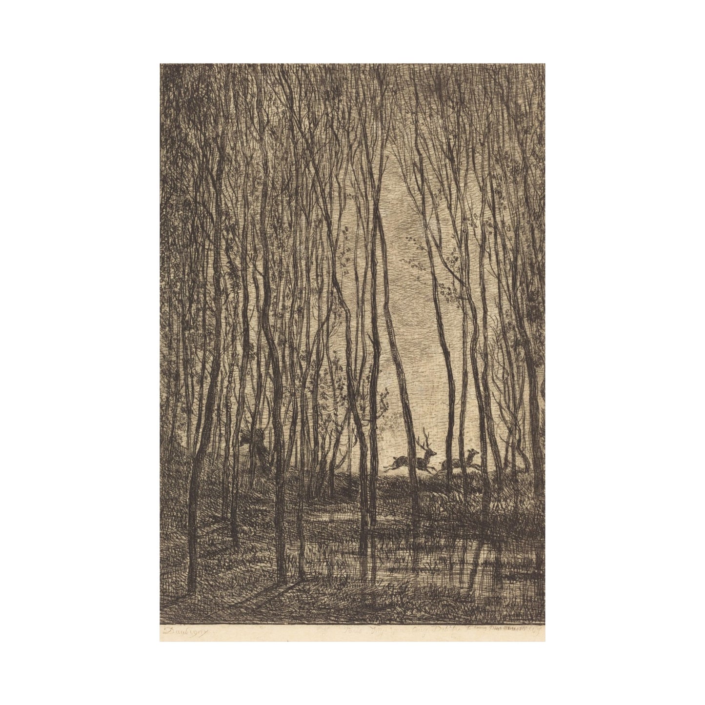Deer Running Through Woods Nature Fine Art Print
