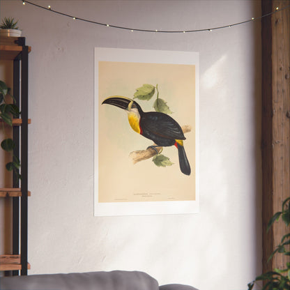 Tropical Toucan - Vintage Birdwatcher Art Print - Matte Vertical Poster - Elegant Bird Wall Art for Nature Lovers