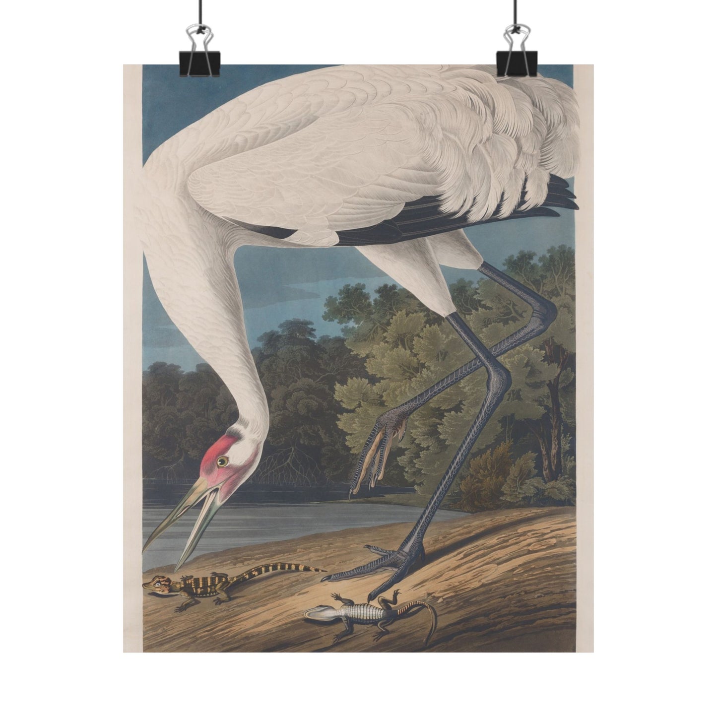 Crane in the Glades - Vintage Fine Art Print - Art Print - Poster for Nature Lovers & Birdwatchers