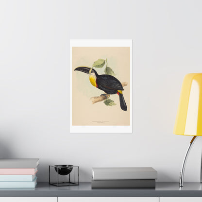 Tropical Toucan - Vintage Birdwatcher Art Print - Matte Vertical Poster - Elegant Bird Wall Art for Nature Lovers