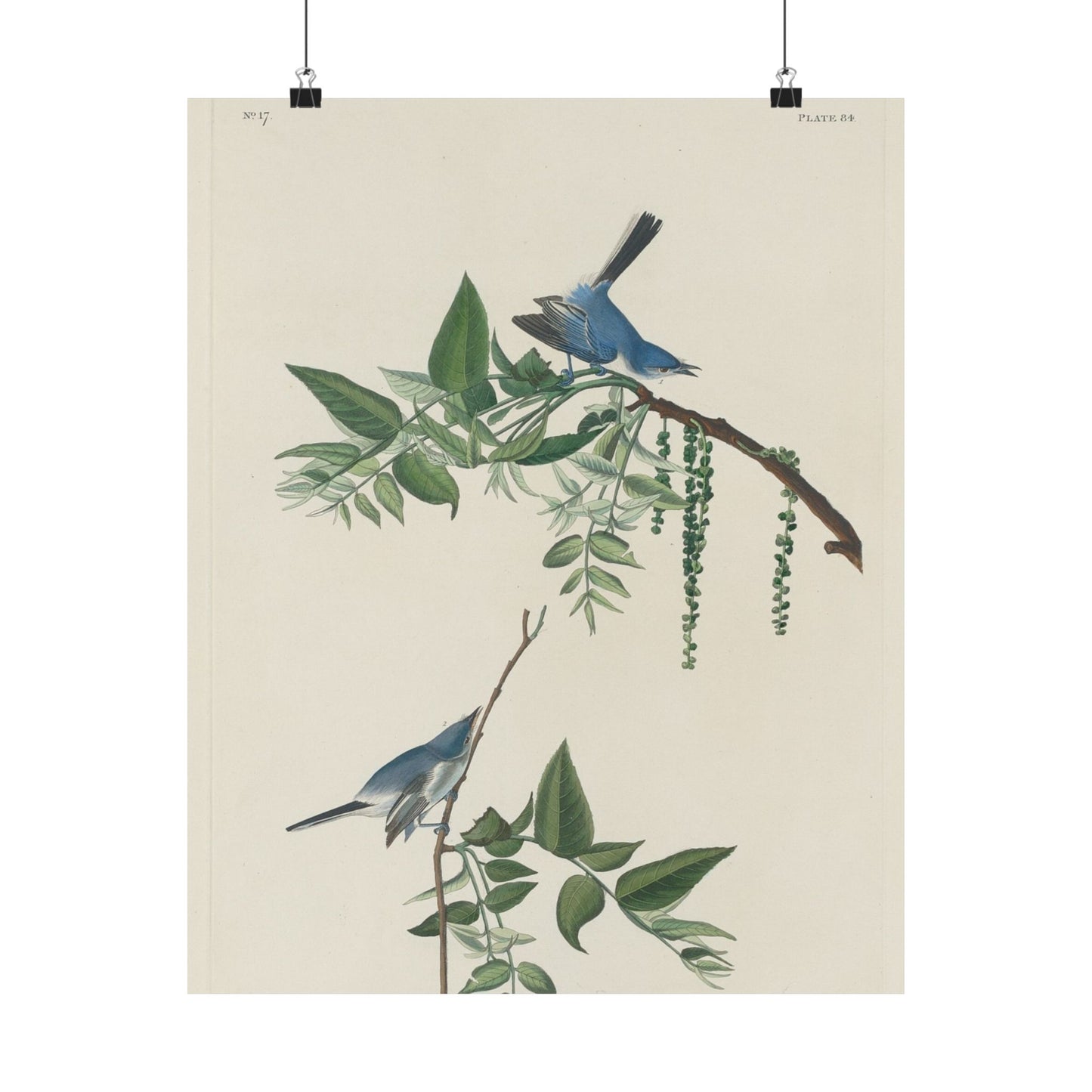 Vintage Bluebirds Botanical Print - Nature-Inspired Art - Matte Vertical Poster with Bluebirds