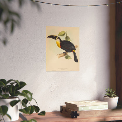 Tropical Toucan - Vintage Birdwatcher Art Print - Matte Vertical Poster - Elegant Bird Wall Art for Nature Lovers