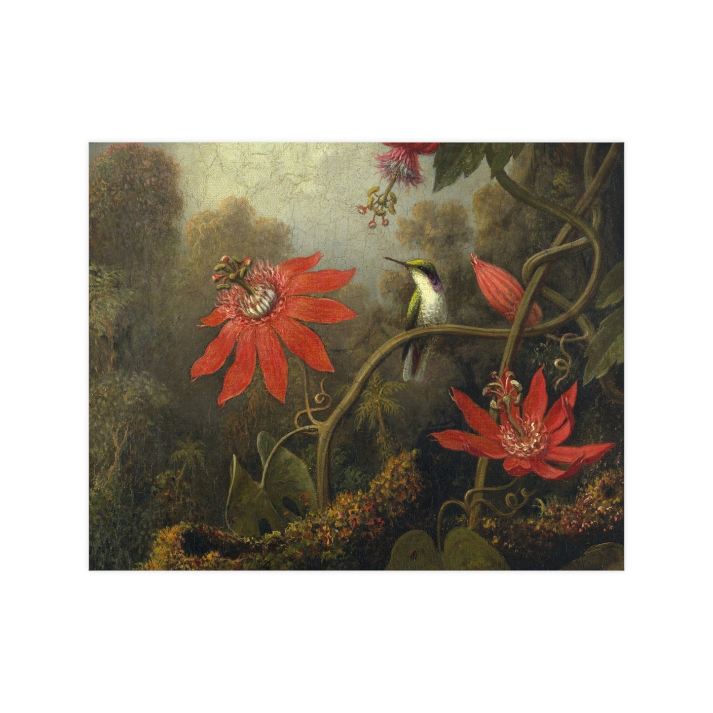 Hummingbird in Lush Tropical Landscape - Museum Collection - Fine Art Poster