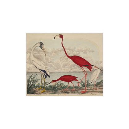 Scarlet Ibis and Flamingo - Vintage Bird Fine Art Poster