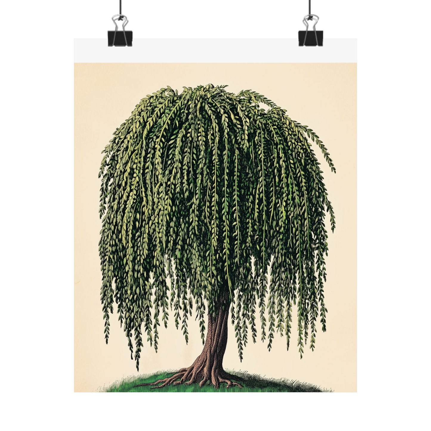Weeping Willow Vintage Botanical Art Print - Matte Poster - Vintage Botanical Wall Art