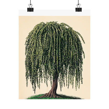 Weeping Willow Vintage Botanical Art Print - Matte Poster - Vintage Botanical Wall Art