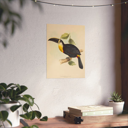 Tropical Toucan - Vintage Birdwatcher Art Print - Matte Vertical Poster - Elegant Bird Wall Art for Nature Lovers