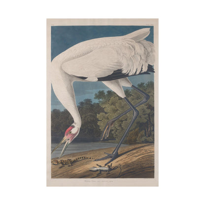 Crane in the Glades - Vintage Fine Art Print - Art Print - Poster for Nature Lovers & Birdwatchers