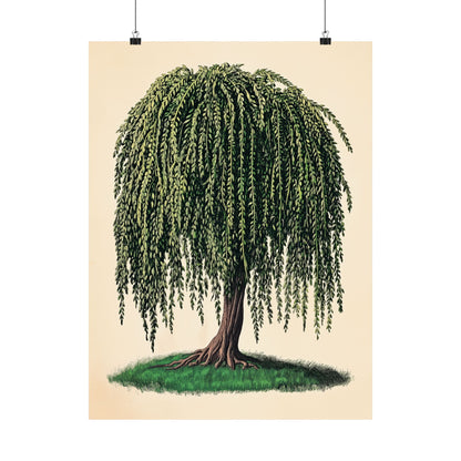 Weeping Willow Vintage Botanical Art Print - Matte Poster - Vintage Botanical Wall Art