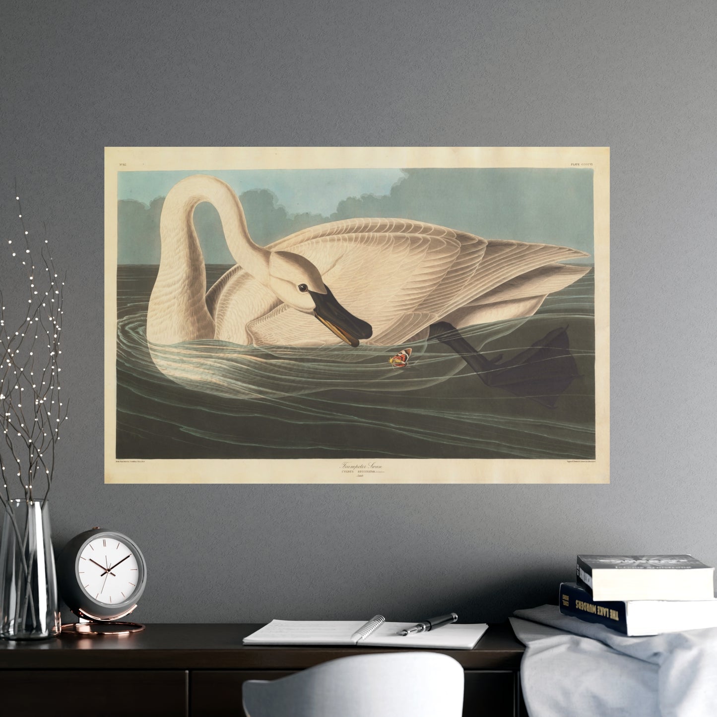 Trumpeter Swan - Audubon Fine Art Poster