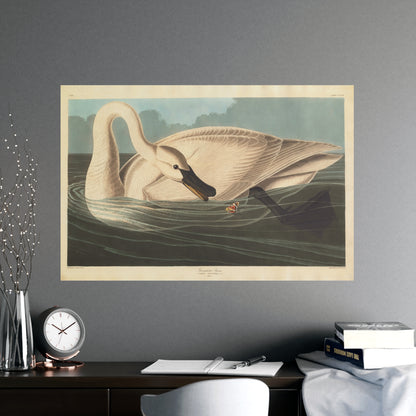 Trumpeter Swan - Audubon Fine Art Poster