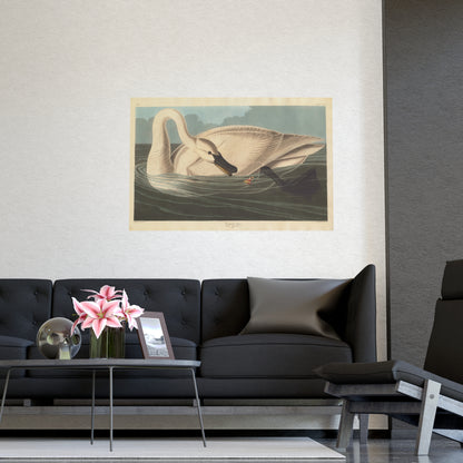 Trumpeter Swan - Audubon Fine Art Poster