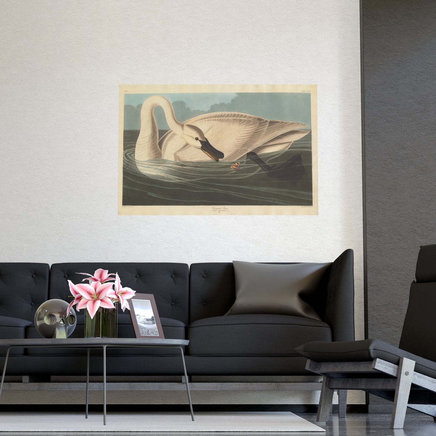 Trumpeter Swan - Audubon Fine Art Poster