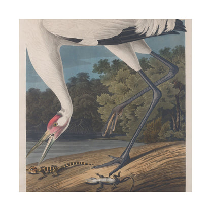 Crane in the Glades - Vintage Fine Art Print - Art Print - Poster for Nature Lovers & Birdwatchers