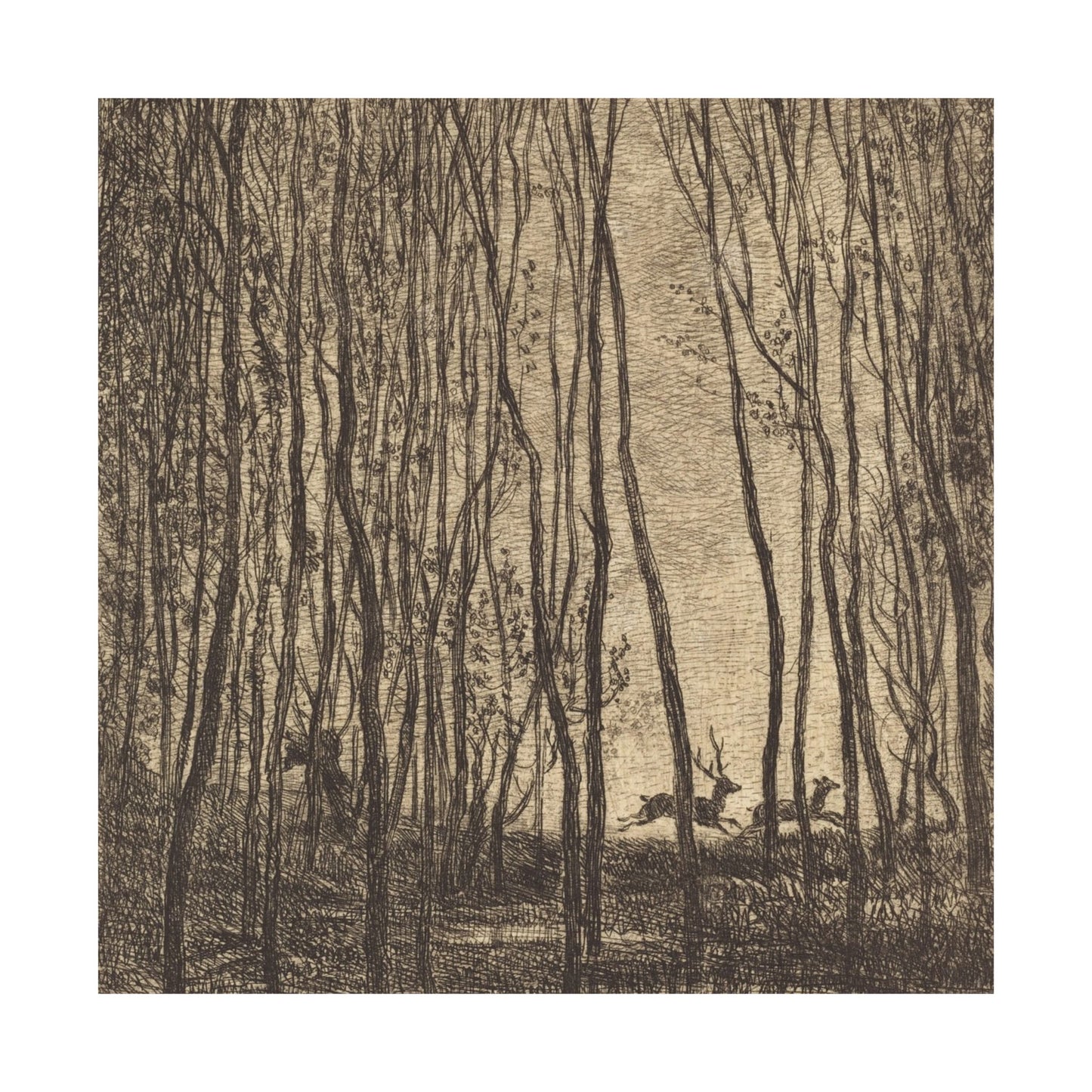 Deer Running Through Woods Nature Fine Art Print